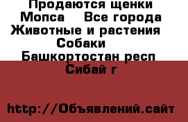 Продаются щенки Мопса. - Все города Животные и растения » Собаки   . Башкортостан респ.,Сибай г.